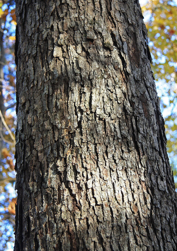 White oak bark (Quercus alba)