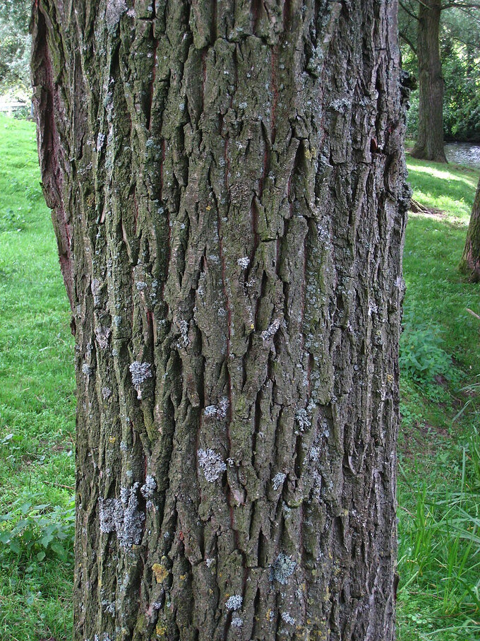 White willow bark (Salix alba)