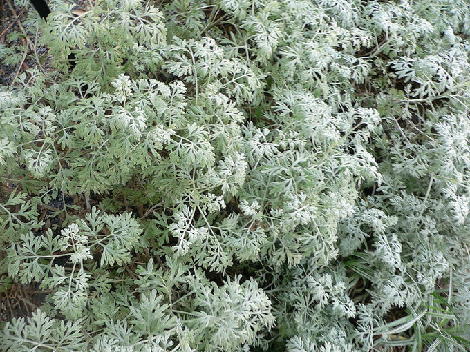 Wormwood aerial herb (Artemisia absinthium)