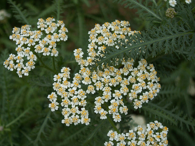 Yarrow flowers (Achillea millefolium)
