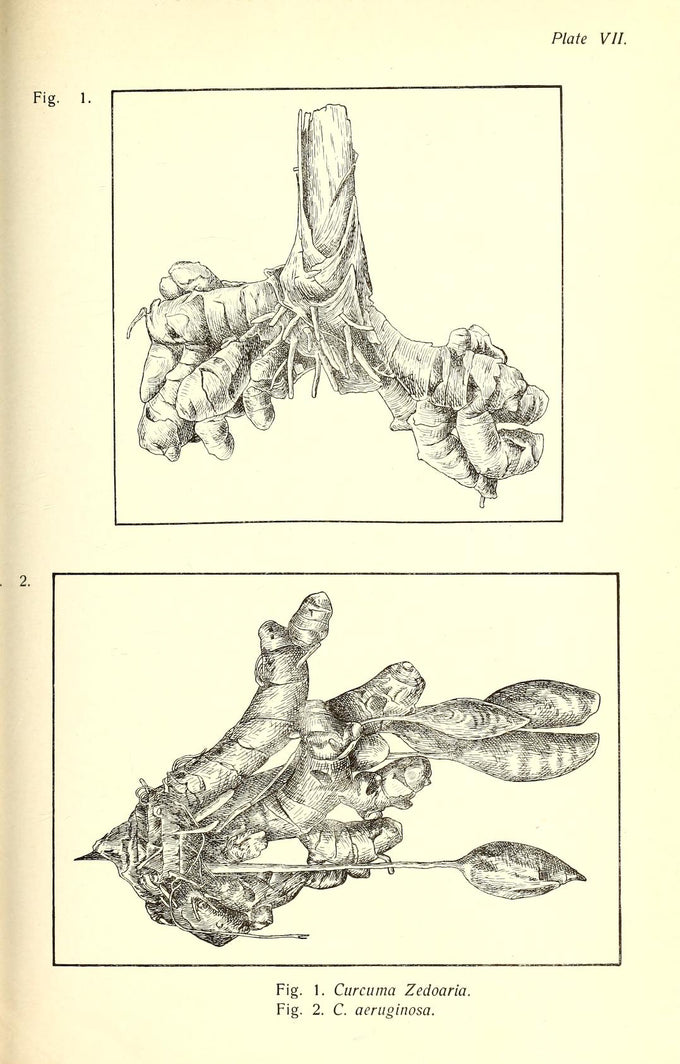 Botanical illustration of zedoary rhizome (Curcuma zedoaria)
