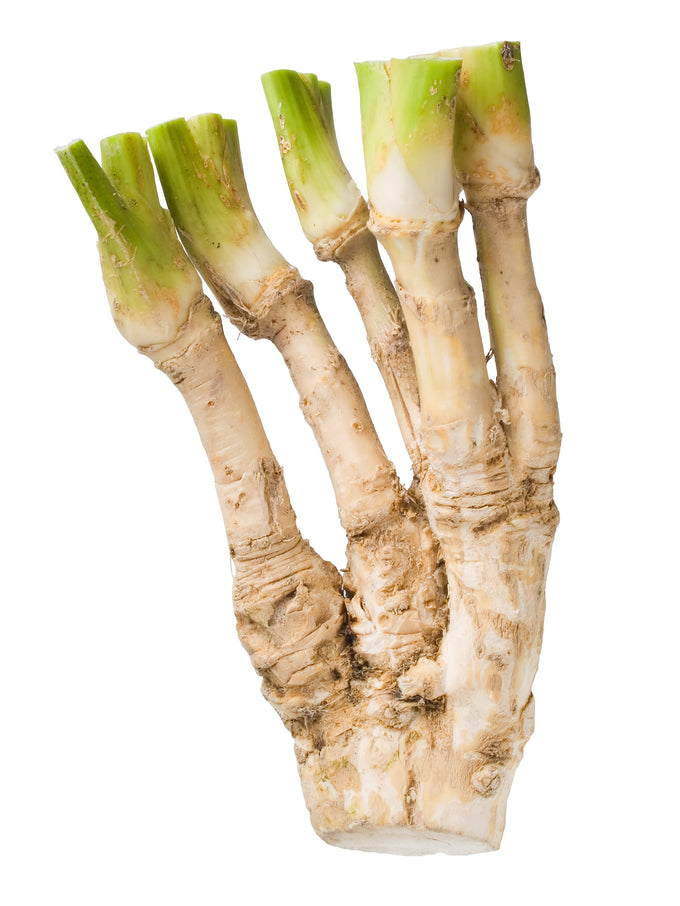 Fresh horseradish root (Armoracia rusticana)