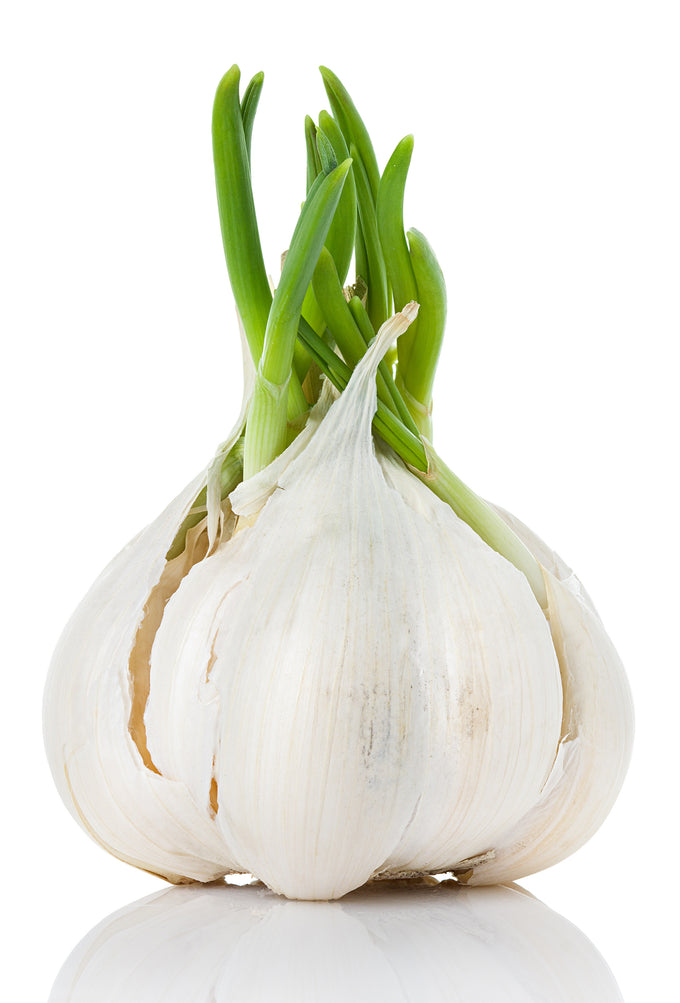 Garlic bulbs and cloves (Allium sativum)