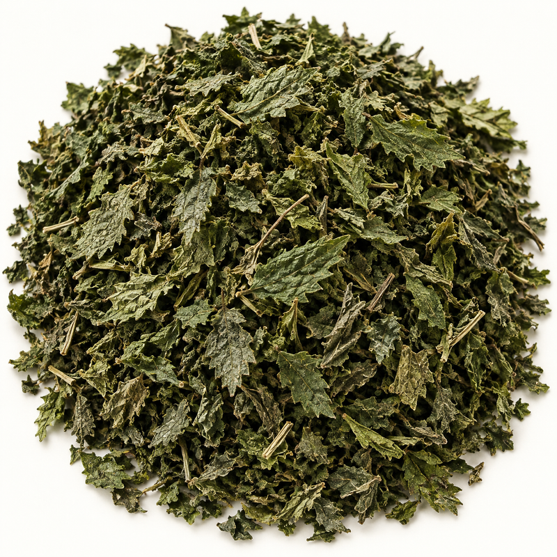 Nettle leaf (Urtica dioica), representative ingredient illustration; not current lot photography