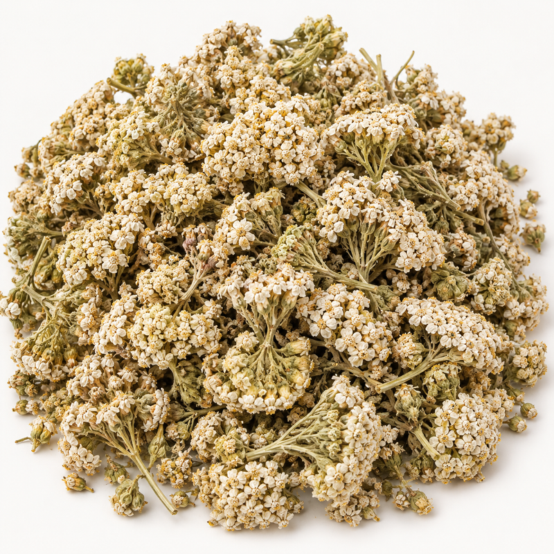 Yarrow flower (Achillea millefolium), representative ingredient illustration; not current lot photography