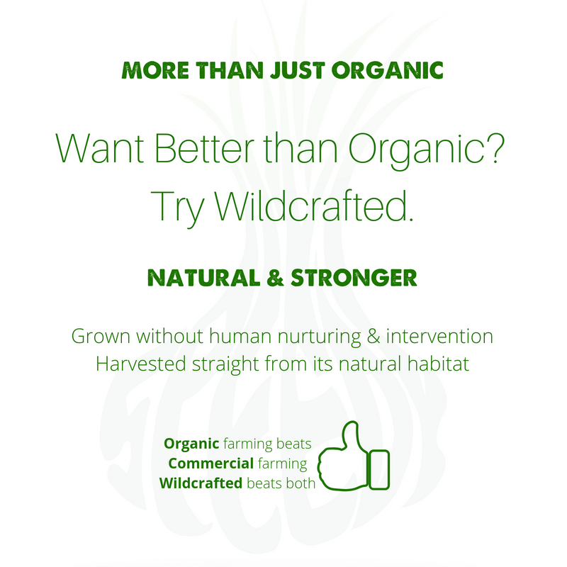 Natural Blood Cleanser Drops (2 fl oz) | Organic & Wildcrafted | SpeedyVite - FREE EXPEDITED